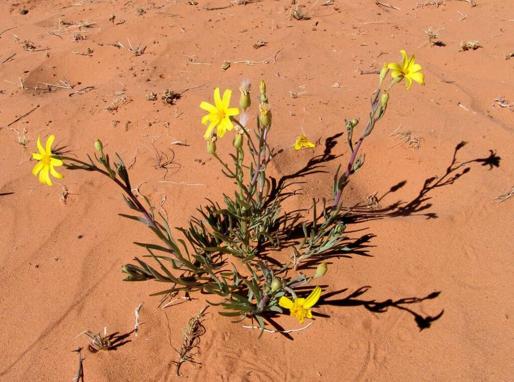 Annual Yellowtop (Senecio gregorii)