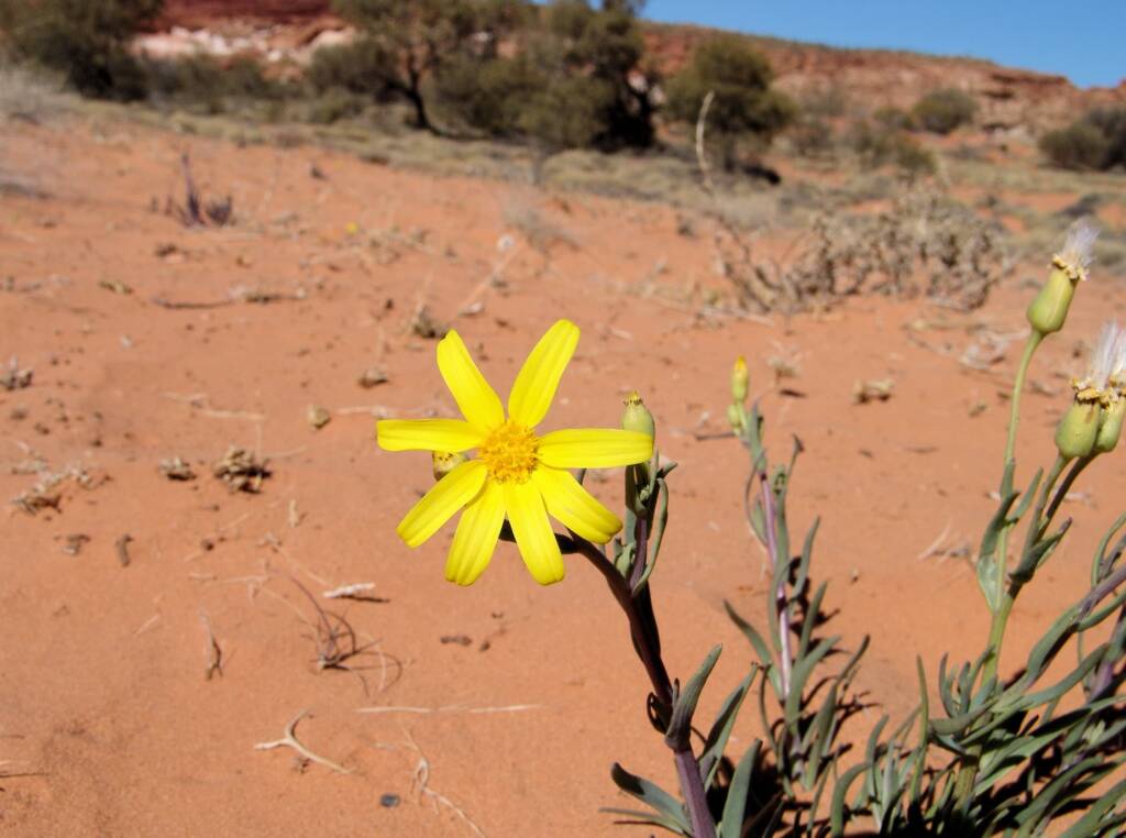 Annual Yellowtop (Senecio gregorii)