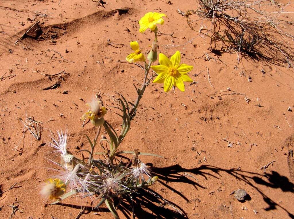 Annual Yellowtop (Senecio gregorii)