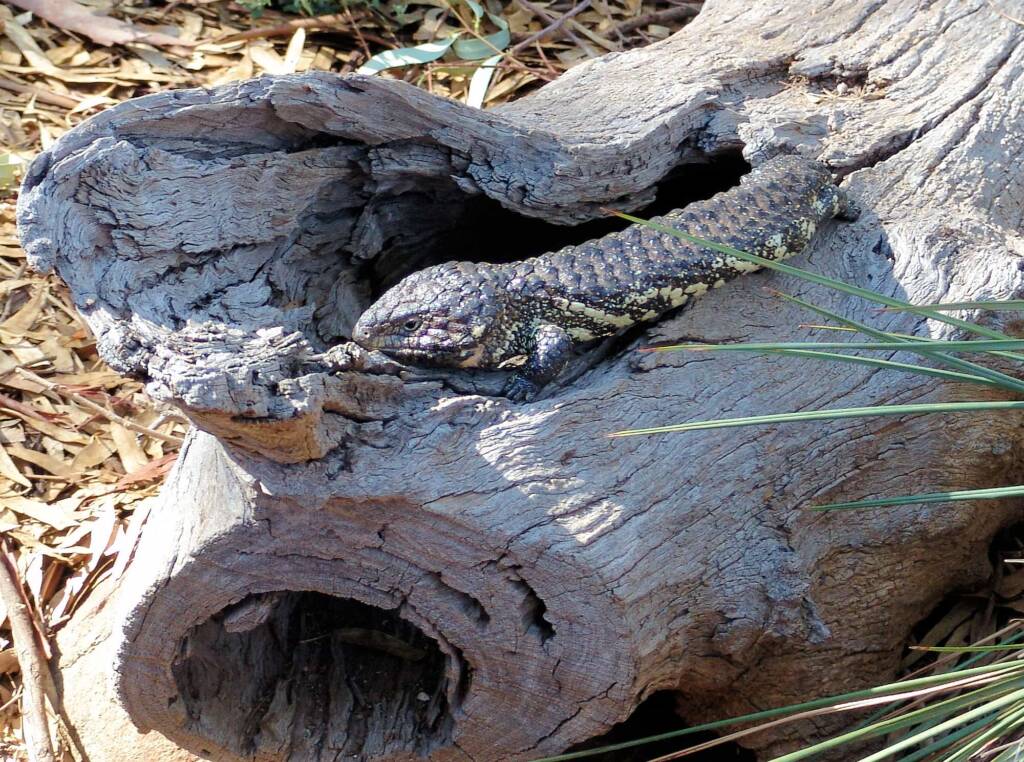 Shingleback Lizard, Kyabram Fauna Park, VIC