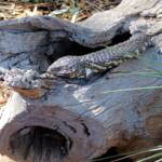 Shingleback Lizard, Kyabram Fauna Park, VIC