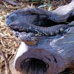 Shingleback Lizard, Kyabram Fauna Park, VIC