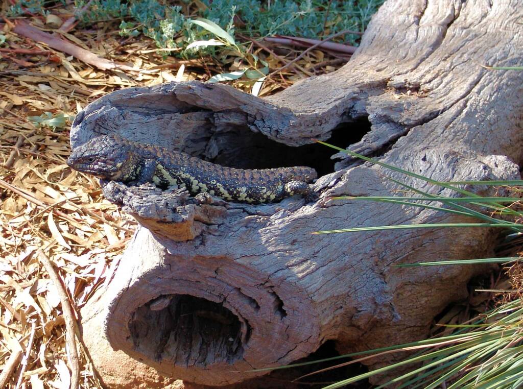 Shingleback Lizard, Kyabram Fauna Park, VIC