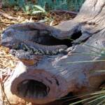 Shingleback Lizard, Kyabram Fauna Park, VIC