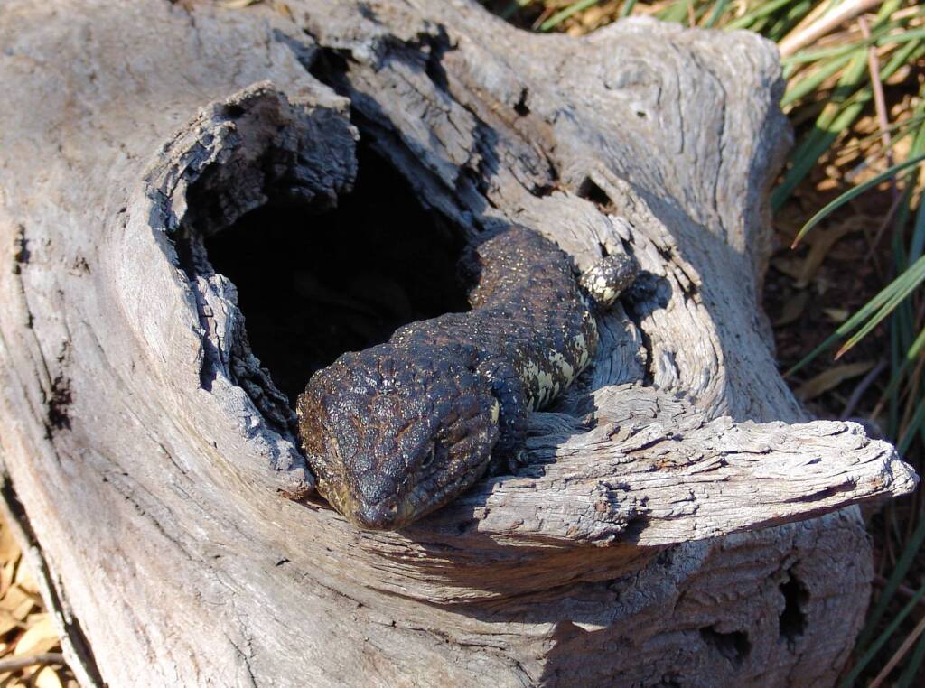 Shingleback Lizard, Kyabram Fauna Park, VIC