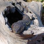 Shingleback Lizard, Kyabram Fauna Park, VIC