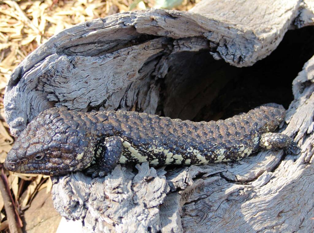 Shingleback Lizard, Kyabram Fauna Park, VIC