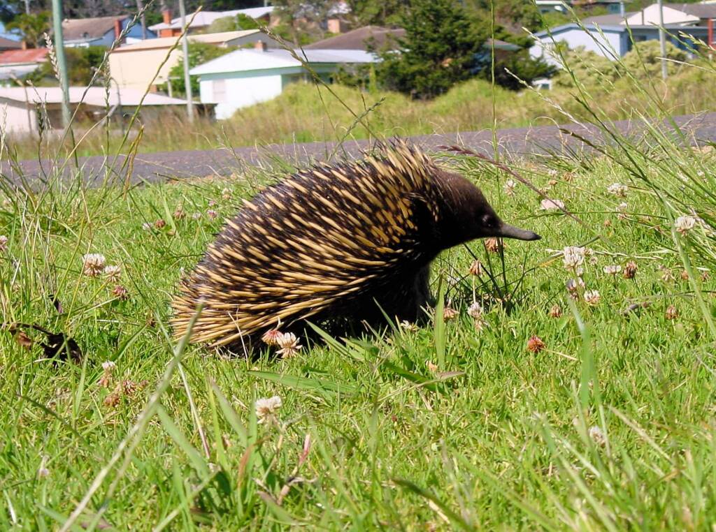 Short-beaked Echidna (Tachyglossus aculeatus), Bermagui, NSW