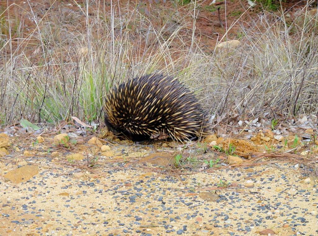Short-beaked Echidna (Tachyglossus aculeatus), Coonabarabran, NSW