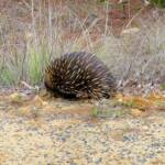 Short-beaked Echidna (Tachyglossus aculeatus), Coonabarabran, NSW
