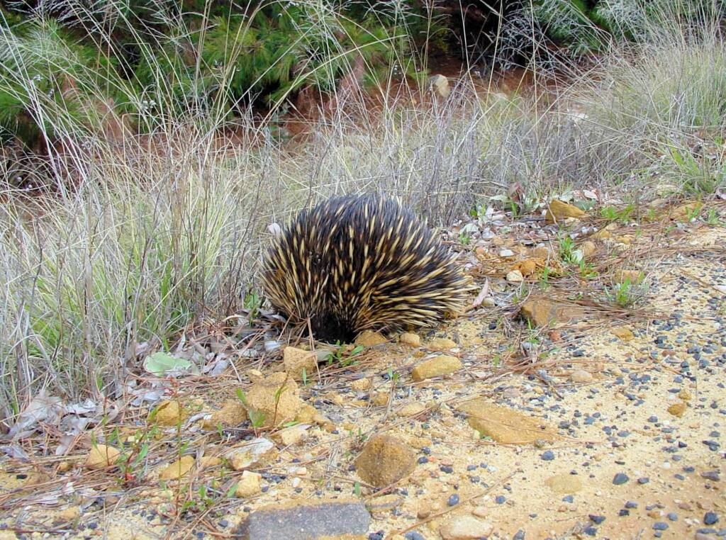 Short-beaked Echidna (Tachyglossus aculeatus), Coonabarabran, NSW