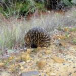 Short-beaked Echidna (Tachyglossus aculeatus), Coonabarabran, NSW