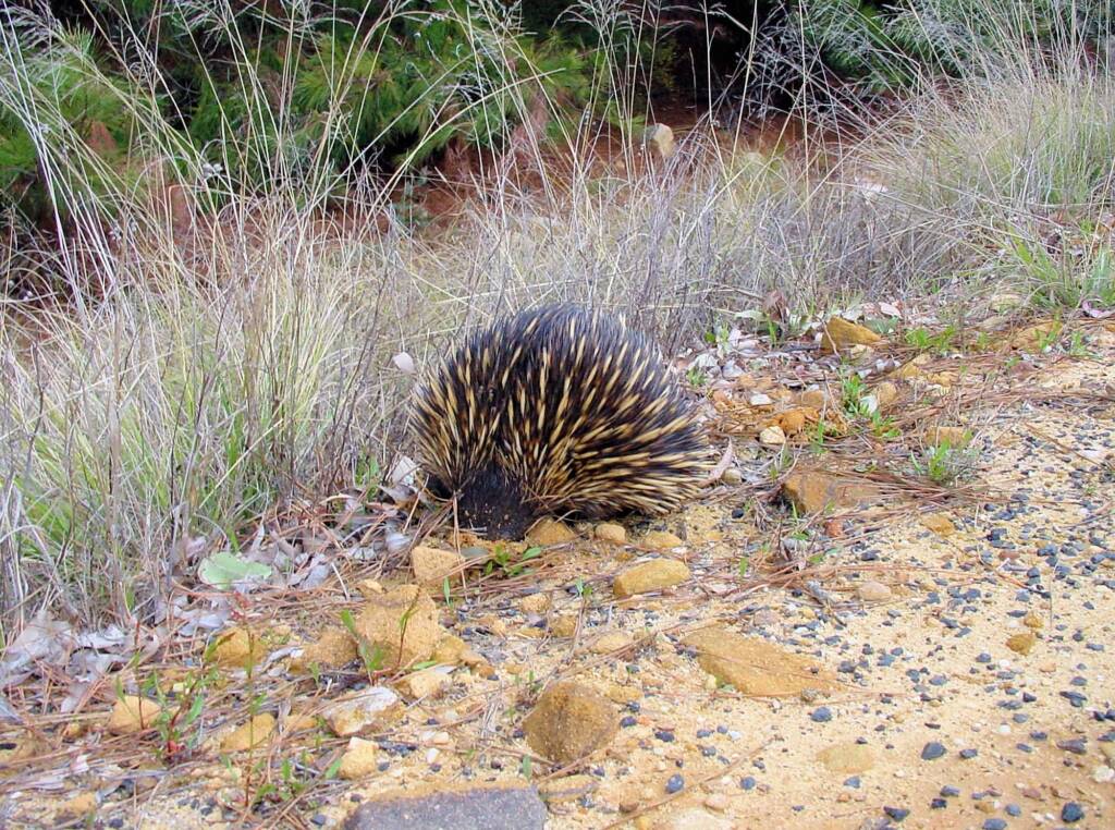 Short-beaked Echidna (Tachyglossus aculeatus), Coonabarabran, NSW