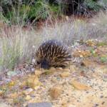 Short-beaked Echidna (Tachyglossus aculeatus), Coonabarabran, NSW