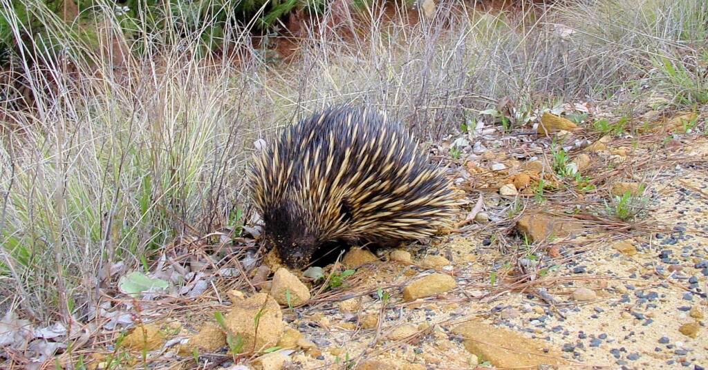 Short-beaked Echidna (Tachyglossus aculeatus), Coonabarabran, NSW