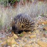 Short-beaked Echidna (Tachyglossus aculeatus), Coonabarabran, NSW