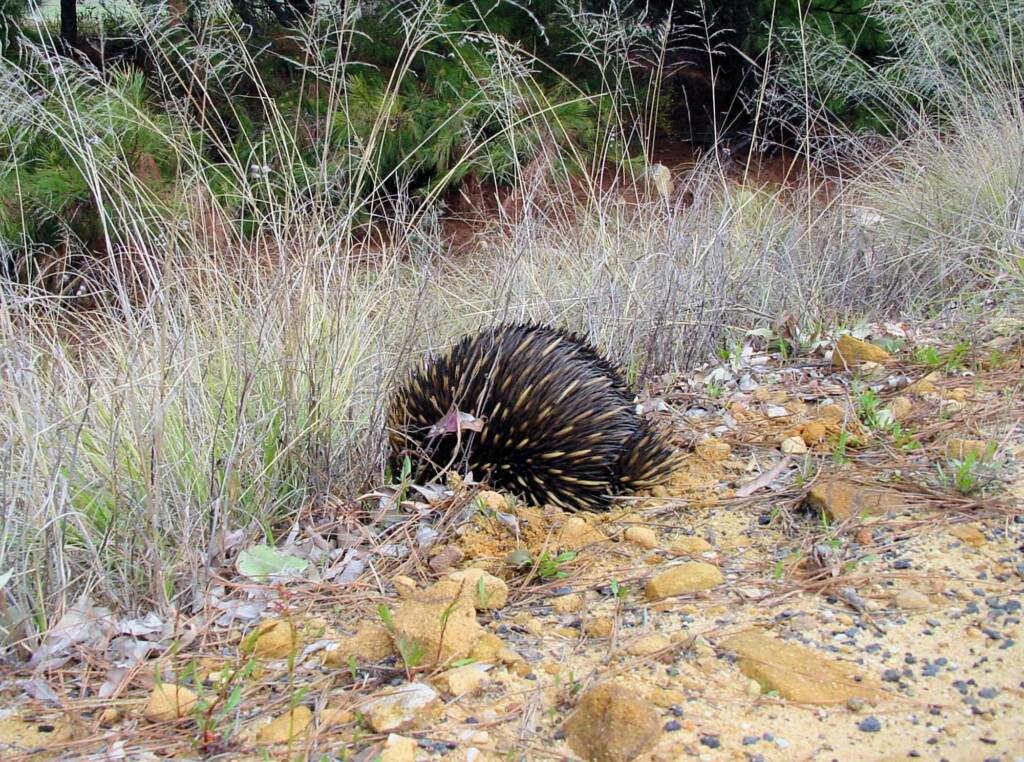 Short-beaked Echidna (Tachyglossus aculeatus), Coonabarabran, NSW