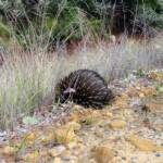 Short-beaked Echidna (Tachyglossus aculeatus), Coonabarabran, NSW