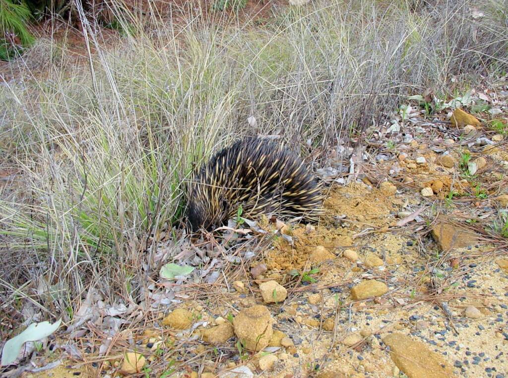 Short-beaked Echidna (Tachyglossus aculeatus), Coonabarabran, NSW