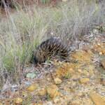 Short-beaked Echidna (Tachyglossus aculeatus), Coonabarabran, NSW