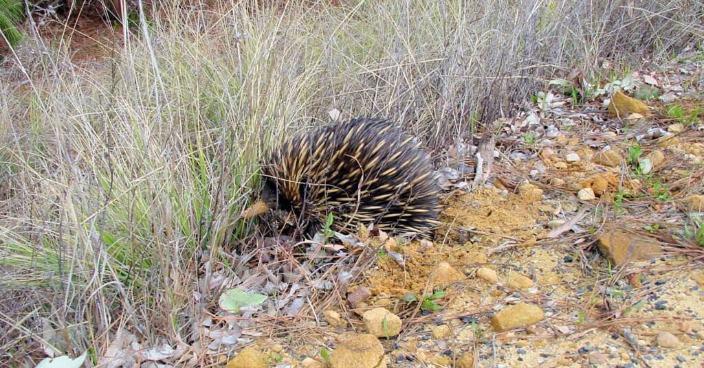 Short-beaked Echidna (Tachyglossus aculeatus), Coonabarabran, NSW