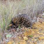 Short-beaked Echidna (Tachyglossus aculeatus), Coonabarabran, NSW