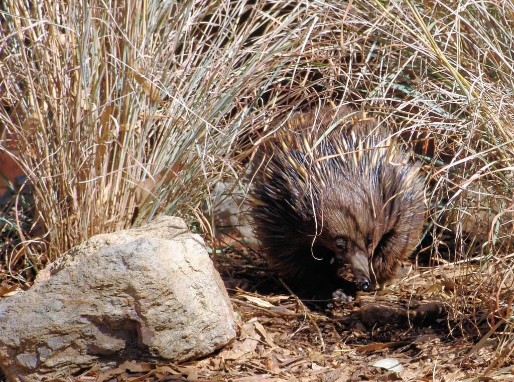 Short-beaked Echidna, Kyabram Fauna Park, VIC