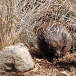 Short-beaked Echidna, Kyabram Fauna Park, VIC