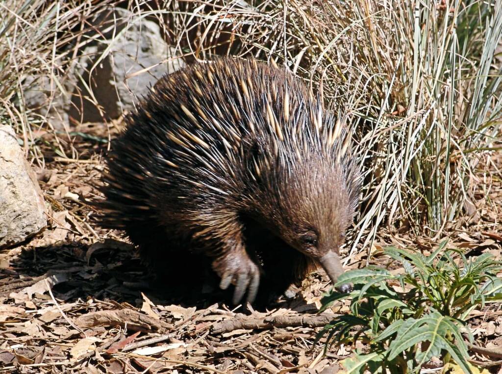 Short-beaked Echidna, Kyabram Fauna Park, VIC