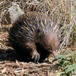 Short-beaked Echidna, Kyabram Fauna Park, VIC