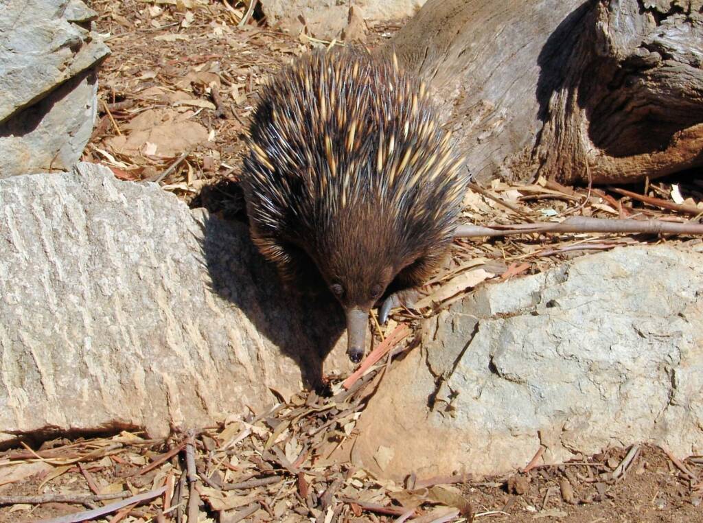 Short-beaked Echidna, Kyabram Fauna Park, VIC