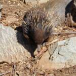 Short-beaked Echidna, Kyabram Fauna Park, VIC