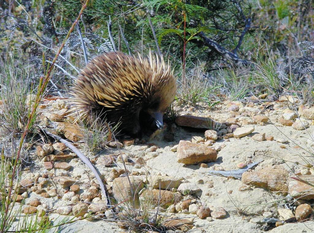 Short-beaked Echidna (Tachyglossus aculeatus), Coles Bay, Tasmania