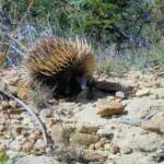 Short-beaked Echidna (Tachyglossus aculeatus), Coles Bay, Tasmania