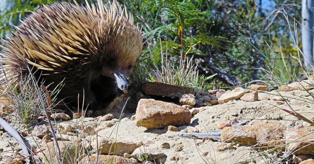 Short-beaked Echidna (Tachyglossus aculeatus), Coles Bay, Tasmania