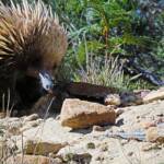 Short-beaked Echidna (Tachyglossus aculeatus), Coles Bay, Tasmania
