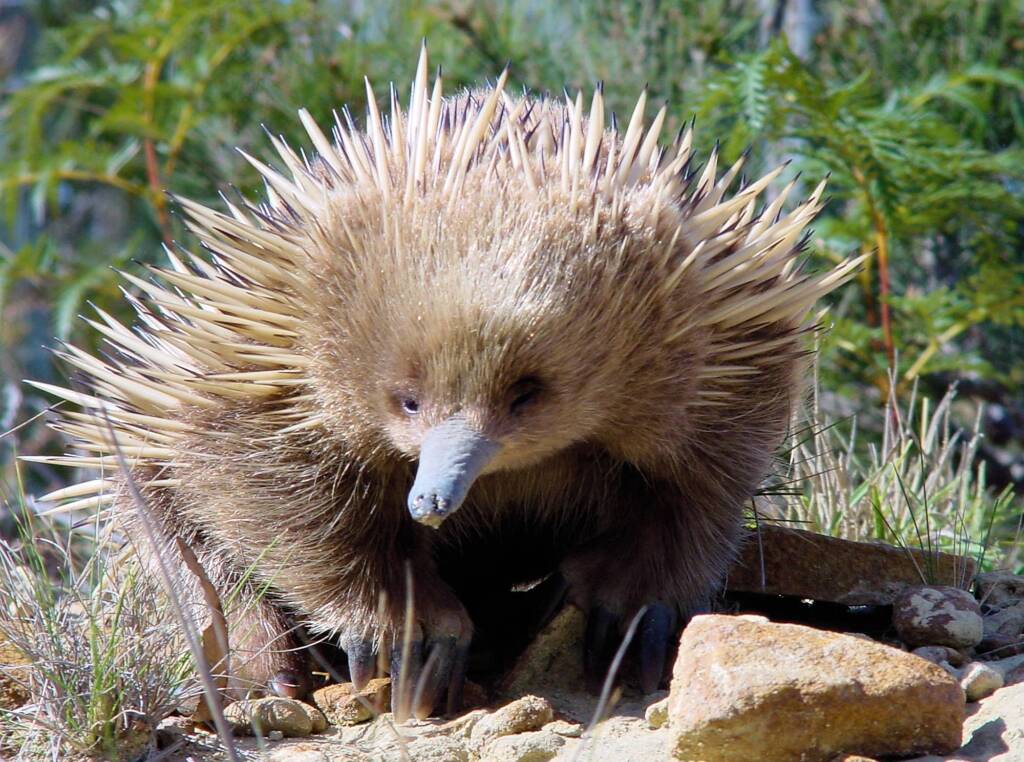 Short-beaked Echidna (Tachyglossus aculeatus), Coles Bay, Tasmania