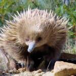 Short-beaked Echidna (Tachyglossus aculeatus), Coles Bay, Tasmania