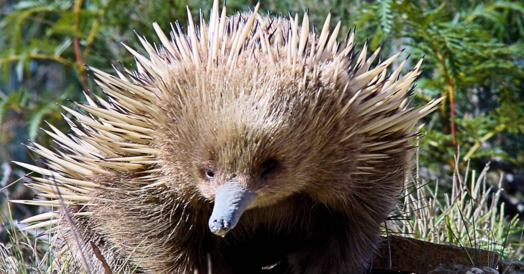 Short-beaked Echidna (Tachyglossus aculeatus), Coles Bay, Tasmania