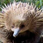 Short-beaked Echidna (Tachyglossus aculeatus), Coles Bay, Tasmania