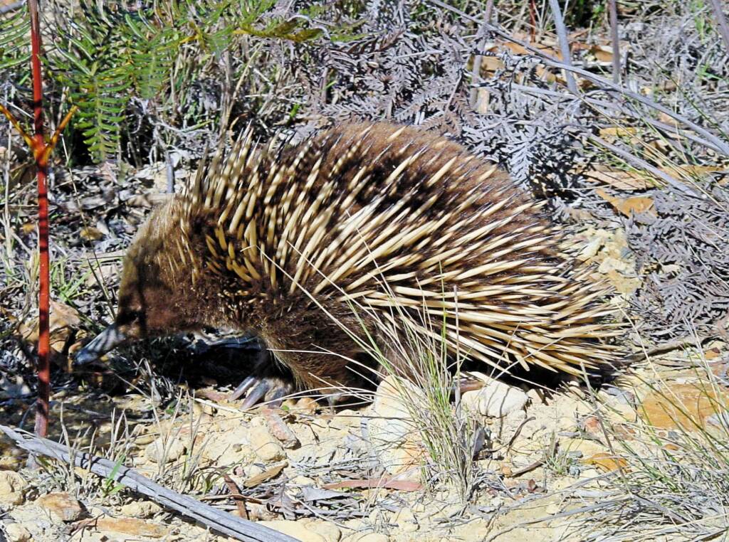 Short-beaked Echidna (Tachyglossus aculeatus), Coles Bay, Tasmania