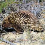 Short-beaked Echidna (Tachyglossus aculeatus), Coles Bay, Tasmania