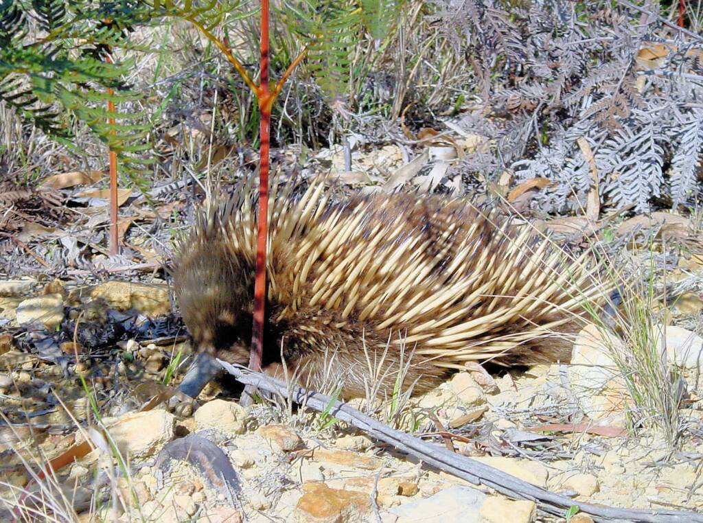 Short-beaked Echidna (Tachyglossus aculeatus), Coles Bay, Tasmania