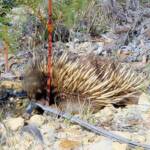 Short-beaked Echidna (Tachyglossus aculeatus), Coles Bay, Tasmania