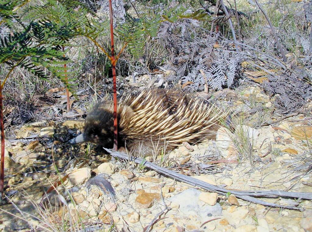 Short-beaked Echidna (Tachyglossus aculeatus), Coles Bay, Tasmania