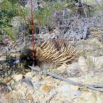 Short-beaked Echidna (Tachyglossus aculeatus), Coles Bay, Tasmania