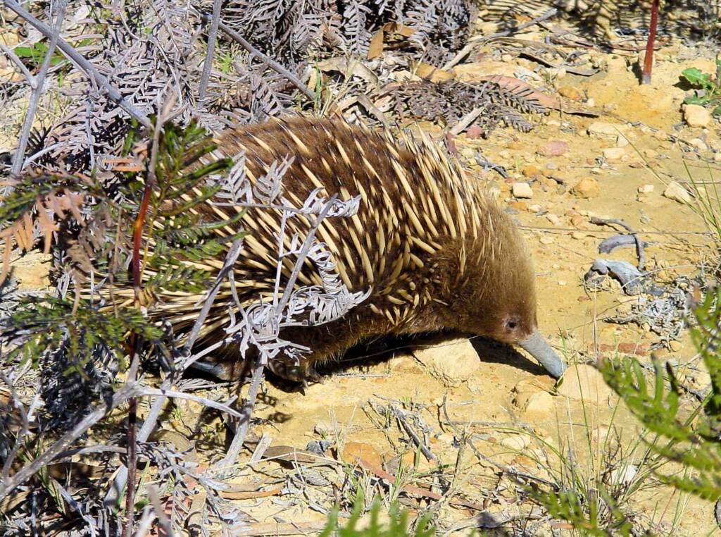 Short-beaked Echidna (Tachyglossus aculeatus), Coles Bay, Tasmania