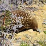 Short-beaked Echidna (Tachyglossus aculeatus), Coles Bay, Tasmania