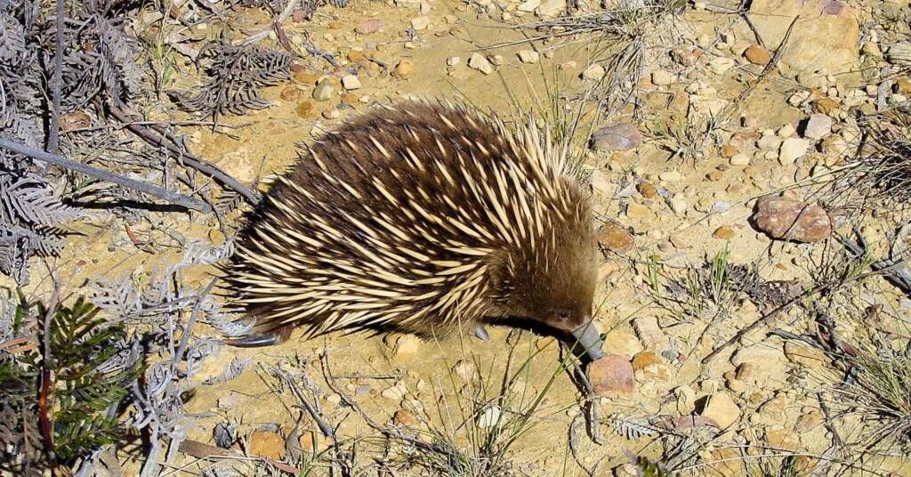 Short-beaked Echidna (Tachyglossus aculeatus), Coles Bay, Tasmania