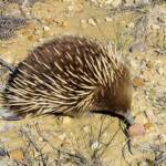 Short-beaked Echidna (Tachyglossus aculeatus), Coles Bay, Tasmania